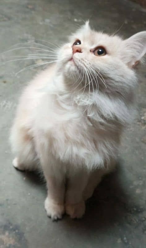 Persian cat for sale 0