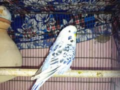 for sale 1 budgie exebition pair for sale 1 breed and so active