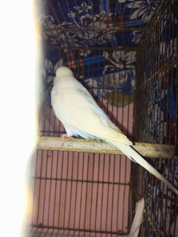 for sale 1 budgie exebition pair for sale 1 breed and so active 1