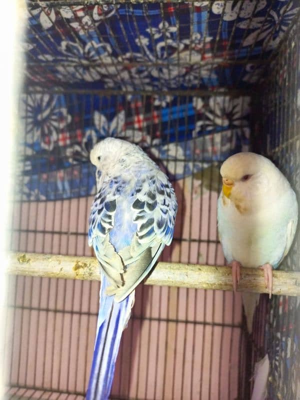 for sale 1 budgie exebition pair for sale 1 breed and so active 2