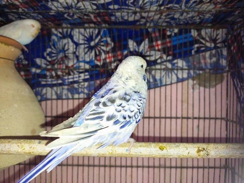 for sale 1 budgie exebition pair for sale 1 breed and so active 3