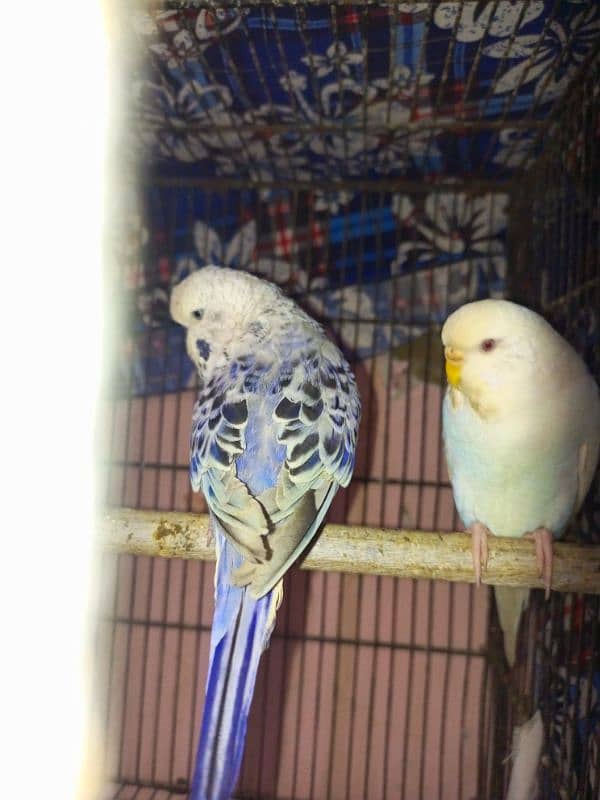 for sale 1 budgie exebition pair for sale 1 breed and so active 4