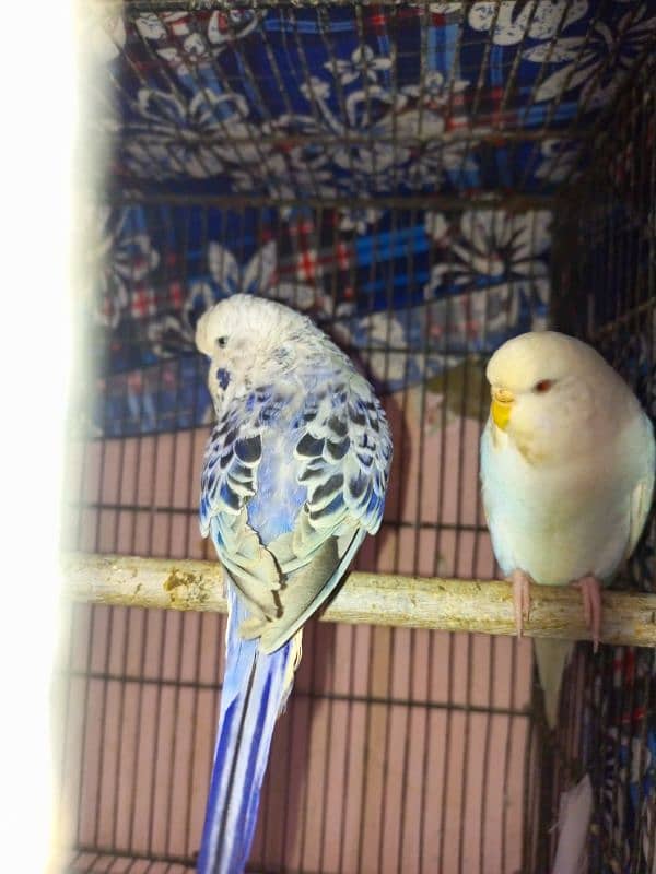 for sale 1 budgie exebition pair for sale 1 breed and so active 6