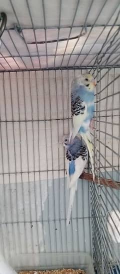 12 Budgies parrots healthy in beautifull colour 700 Rs pair for sale