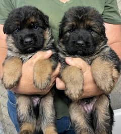 German shepherd puppy 03361777030