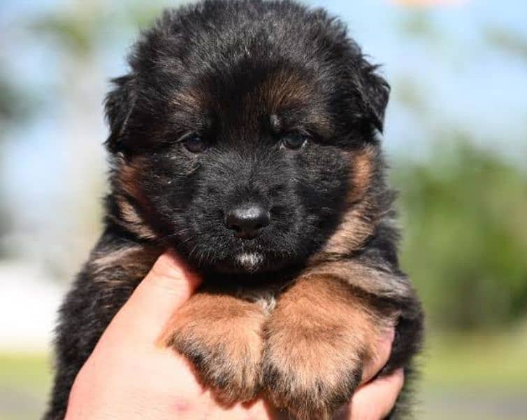 German shepherd puppy 03361777030 1