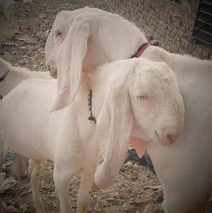 Bakra