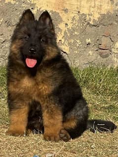 German Shepherd puppies 03444707188