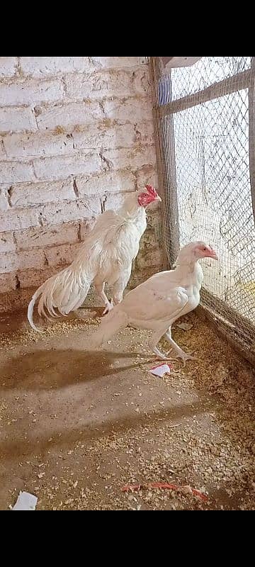 Aseel |aseel murgha |paper white heera aseel |China aseel eggs| chicks 4