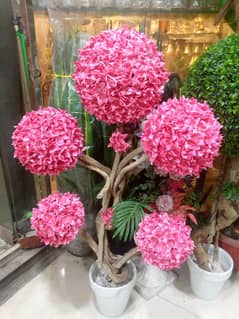 Beautiful coloured ball plants