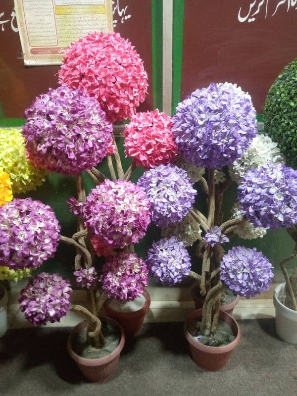 Beautiful coloured ball plants 1