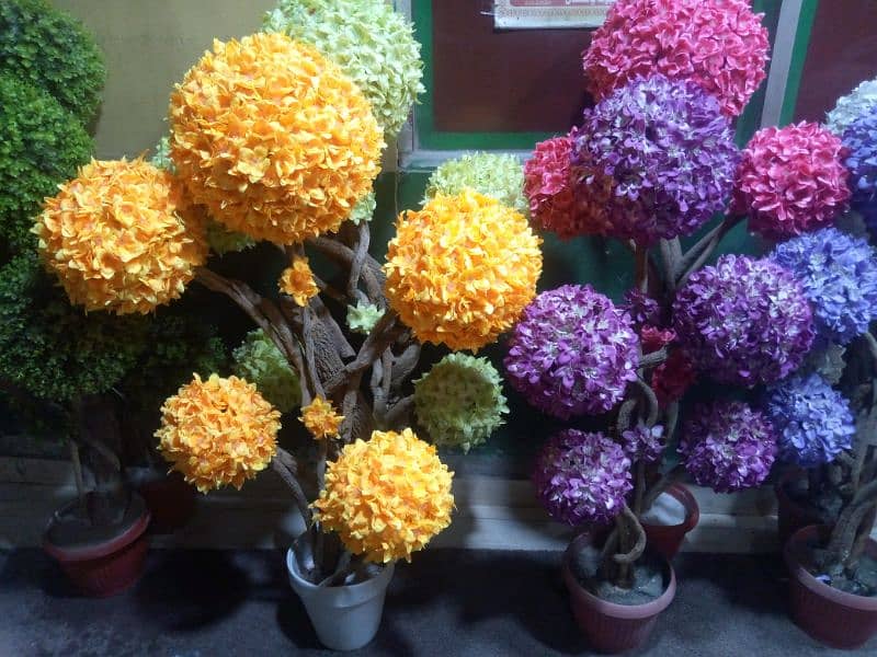 Beautiful coloured ball plants 2