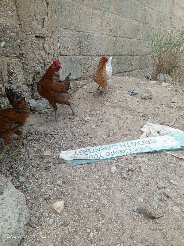 Desi Hens Golden Misir 3