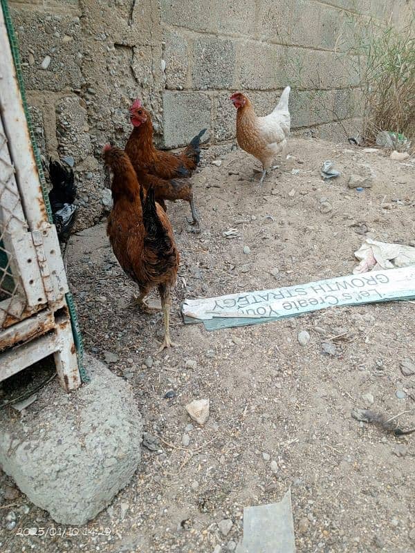 Desi Hens Golden Misir 4