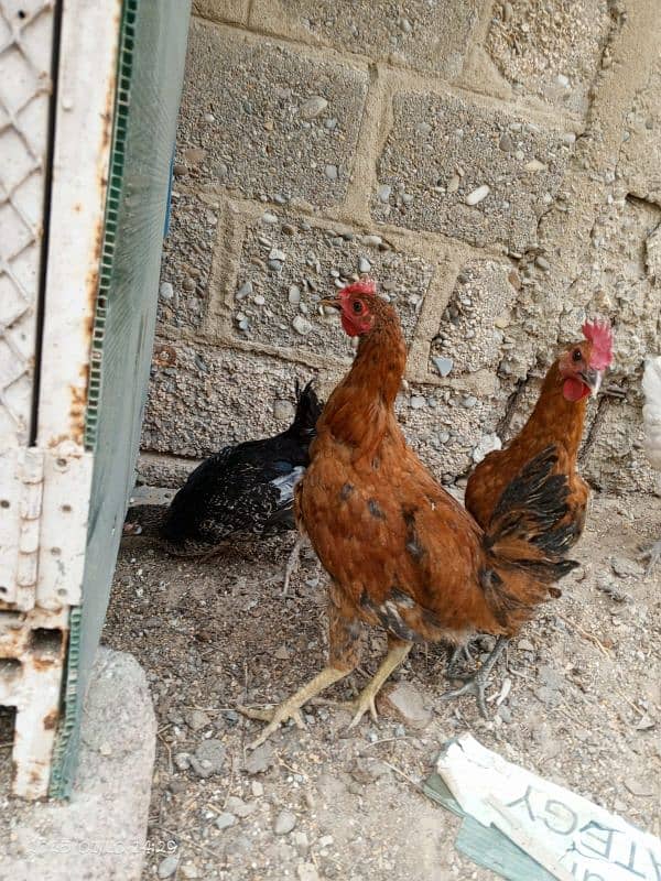 Desi Hens Golden Misir 5