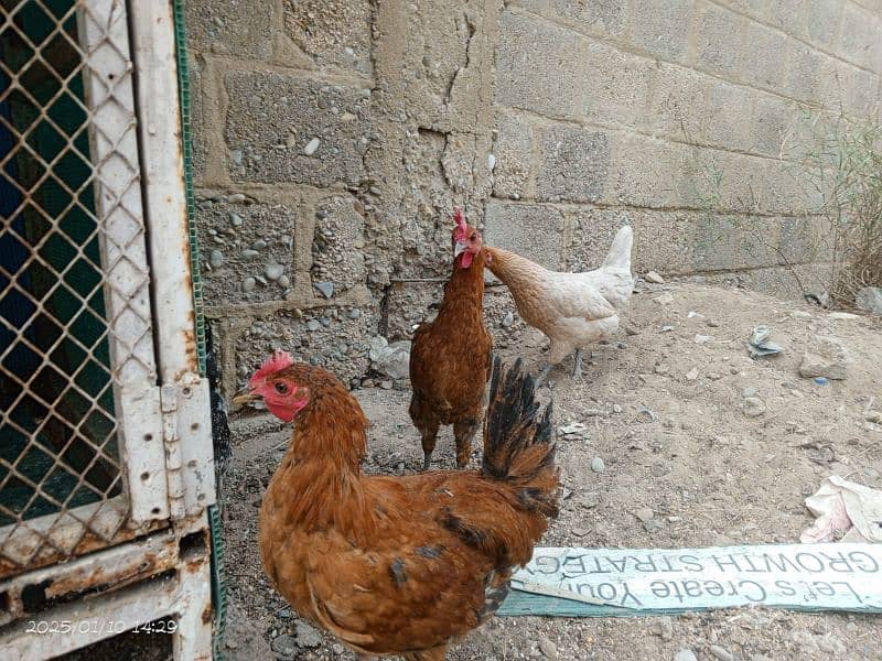 Desi Hens Golden Misir 6