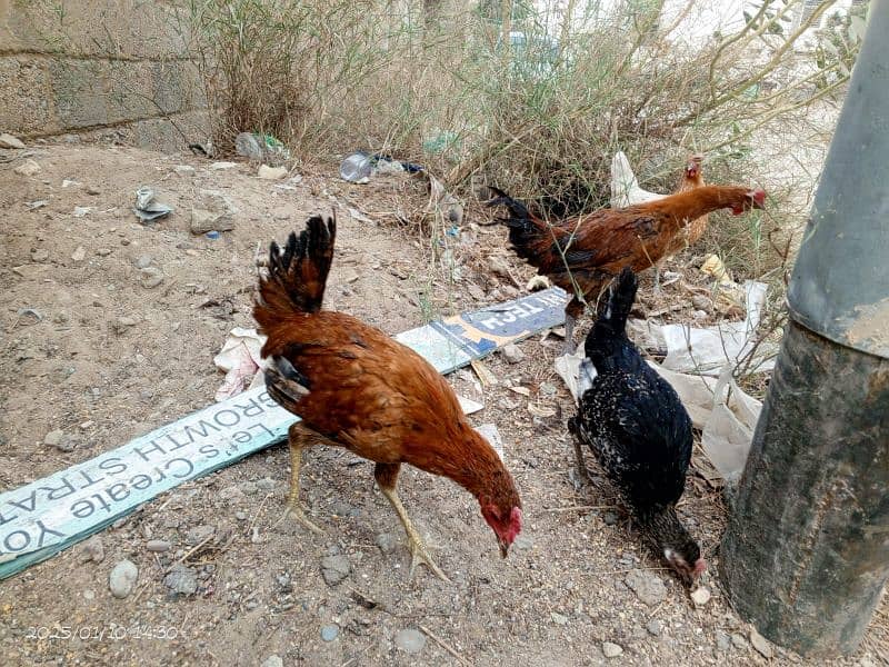 Desi Hens Golden Misir 9