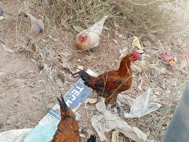 Desi Hens Golden Misir 10