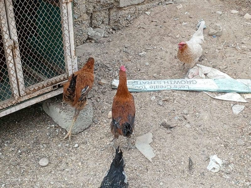 Desi Hens Golden Misir 11