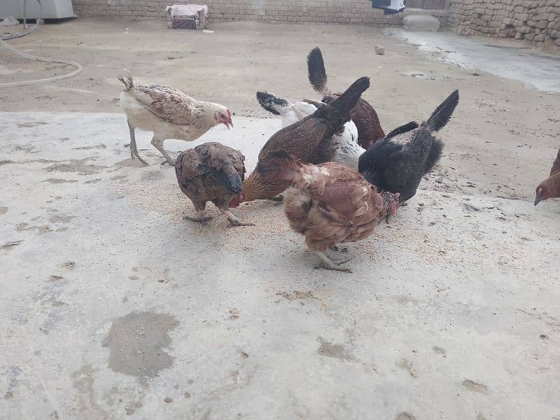 hens for sale 0