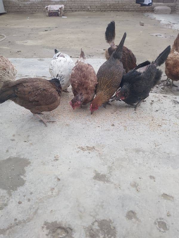 hens for sale 1