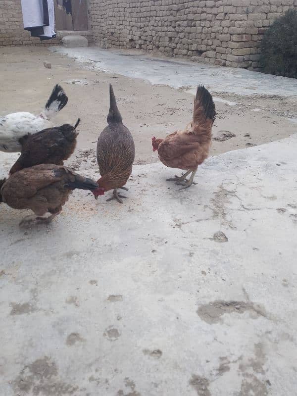 hens for sale 3