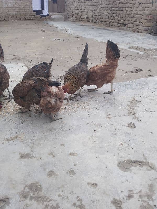 hens for sale 4