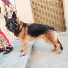 GSD FEMALE LONG COAT 2YEARS (03350014594) EXCHANGE POSSIBLE