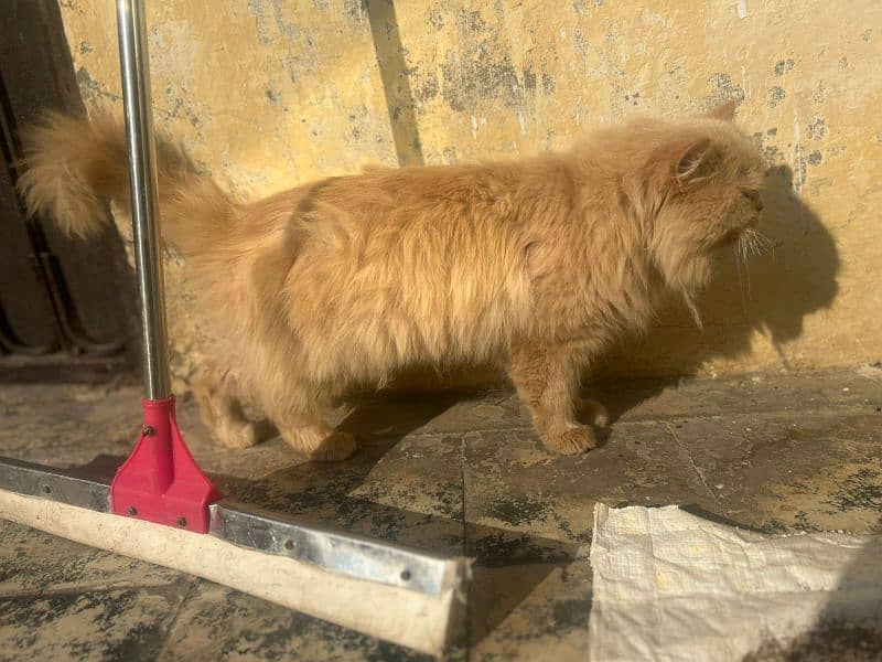 triple coat breeder male for sale 0