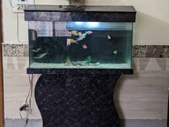 Big fish tank including all accessories and big colourful fish.