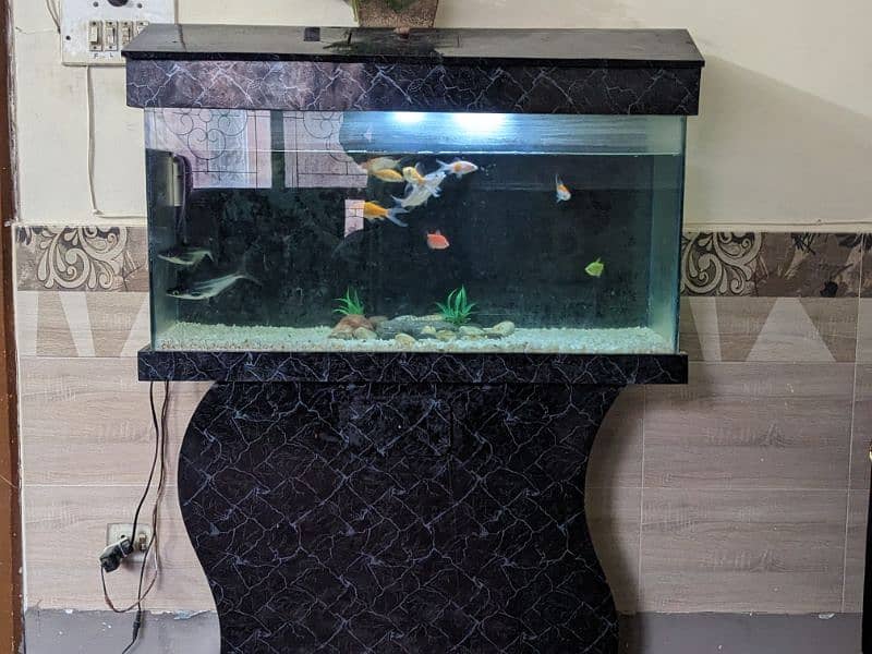 Big fish tank including all accessories and big colourful fish. 0