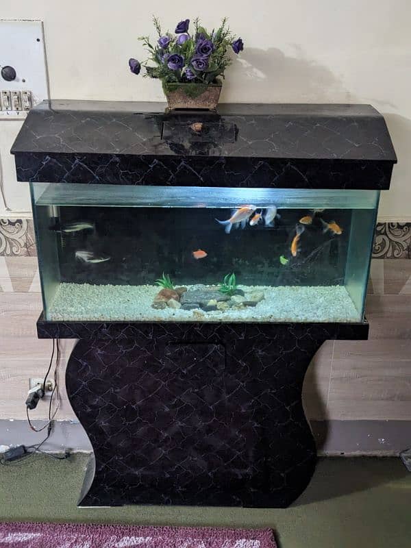 Big fish tank including all accessories and big colourful fish. 1