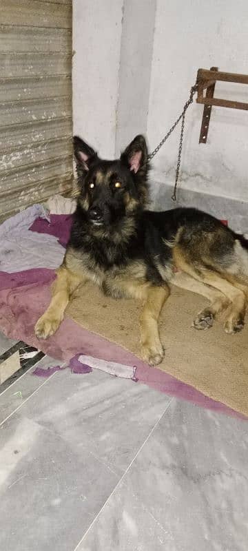 German Shepherd Male 0