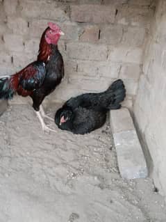 Aseel fertile eggs