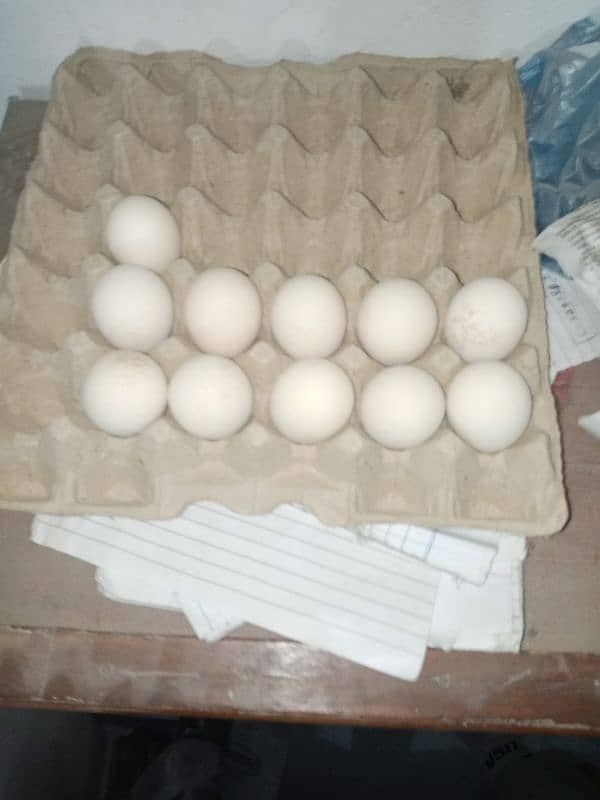 Aseel fertile eggs 4