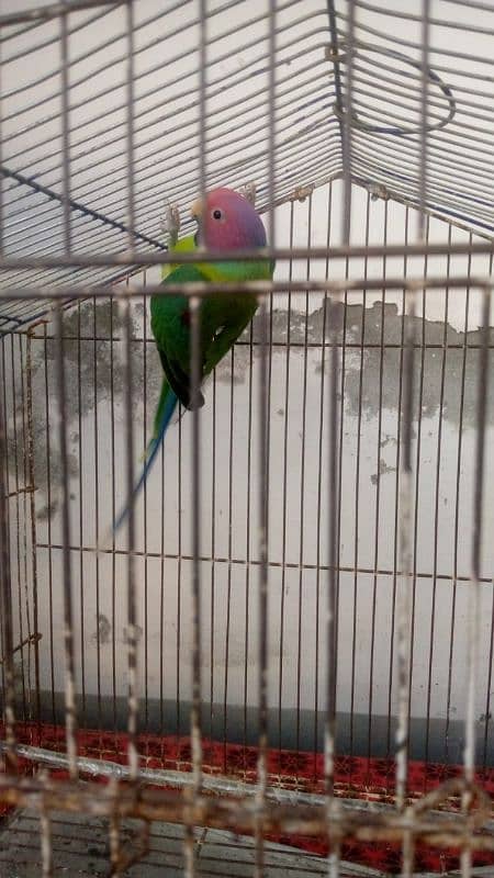 beautiful parrot 0