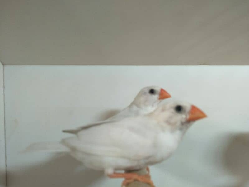 Snow White Finches 1