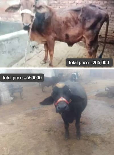 Cow / Gay / sahiwal cross Cow / Gaee / گائے / بھینس  / buffalo 0