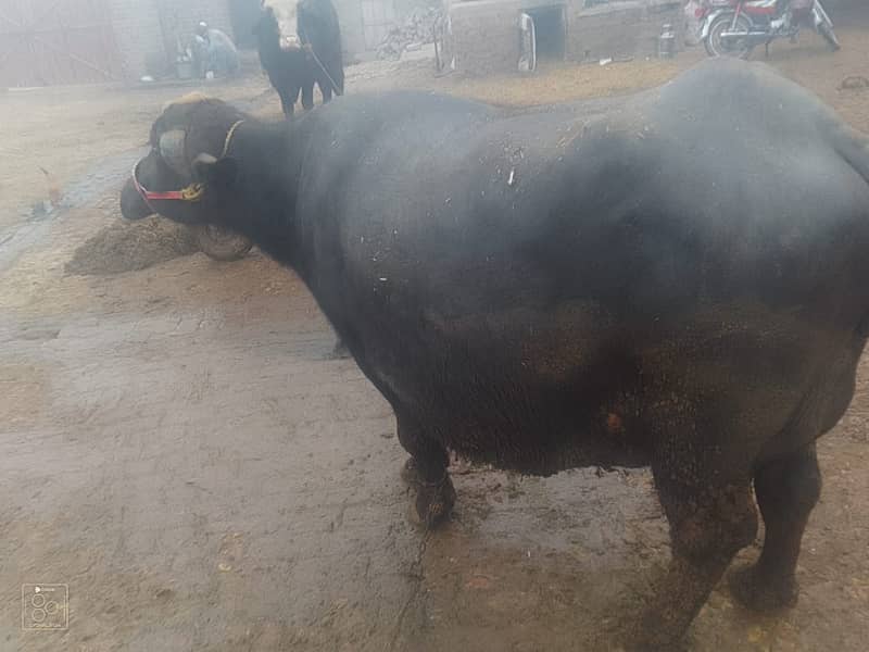 Cow / Gay / sahiwal cross Cow / Gaee / گائے / بھینس  / buffalo 7