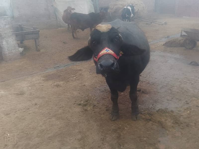 Cow / Gay / sahiwal cross Cow / Gaee / گائے / بھینس  / buffalo 10