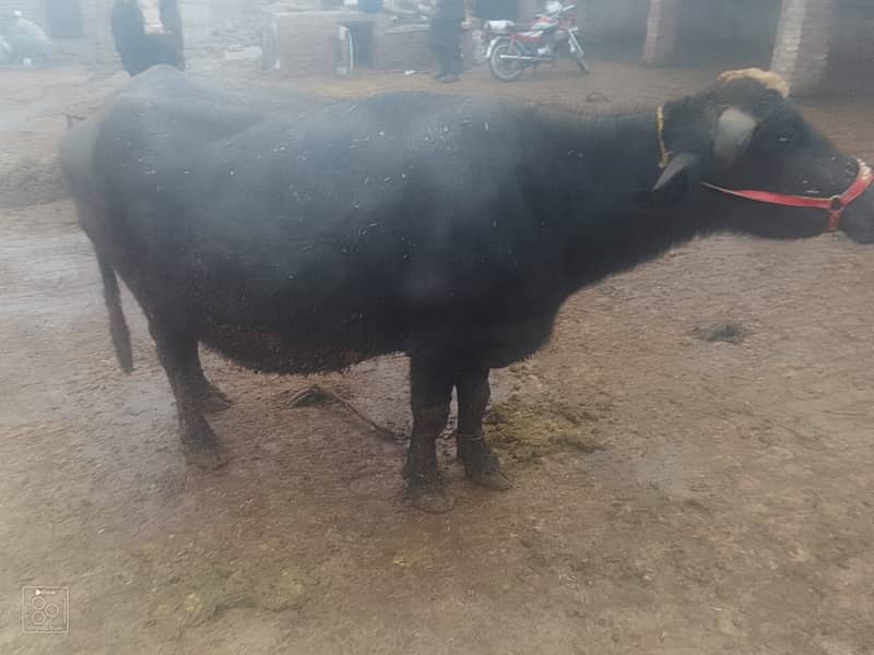 Cow / Gay / sahiwal cross Cow / Gaee / گائے / بھینس  / buffalo 11