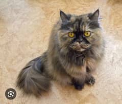 Tortie Persian Cat