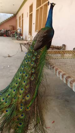 Male Peacock for sell at reasonable price