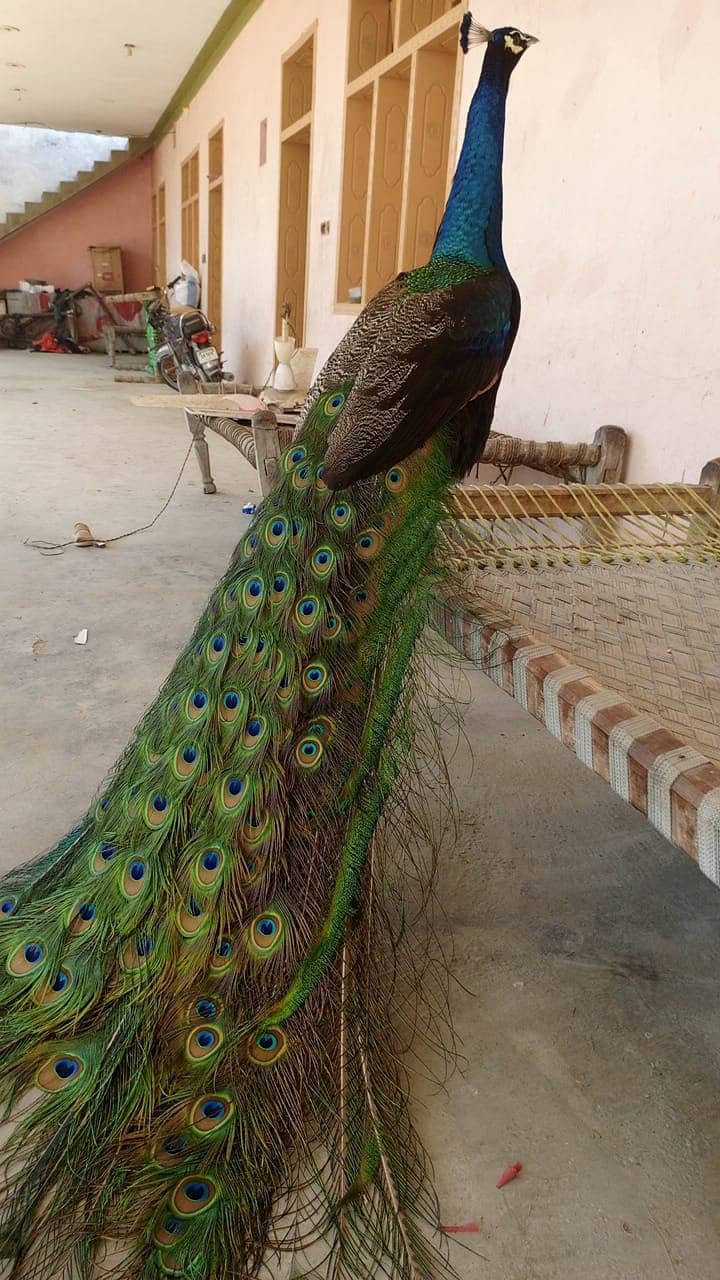 Male Peacock for sell at reasonable price 0