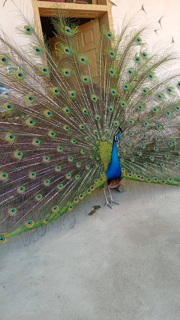 Male Peacock for sell at reasonable price 1