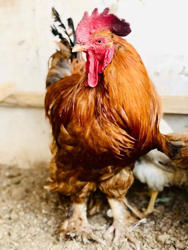 healthy fancy hen male for sale 0