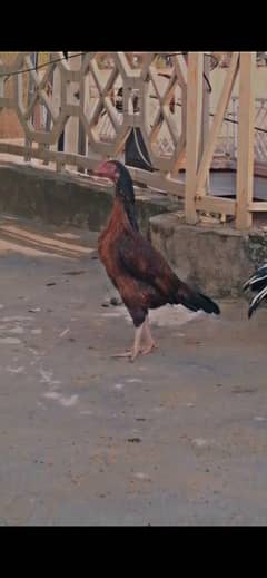 Aseel Mianwali egg laying hen