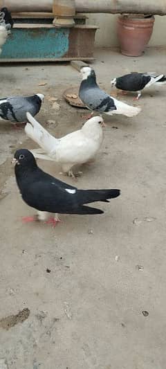 pigeons