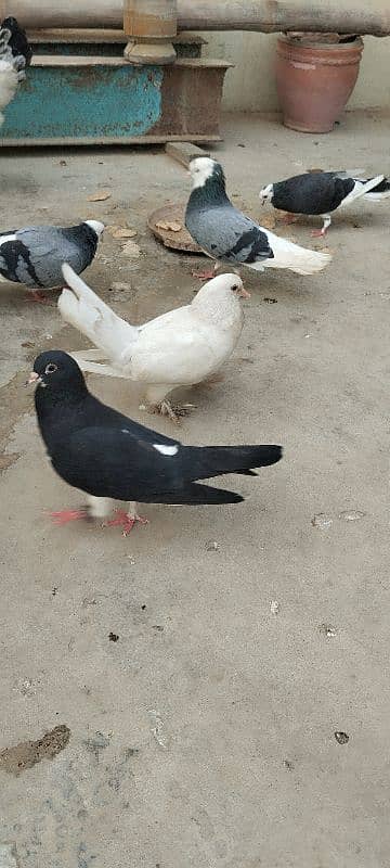 pigeons 0