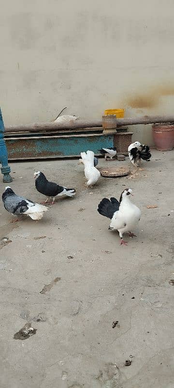 pigeons 3